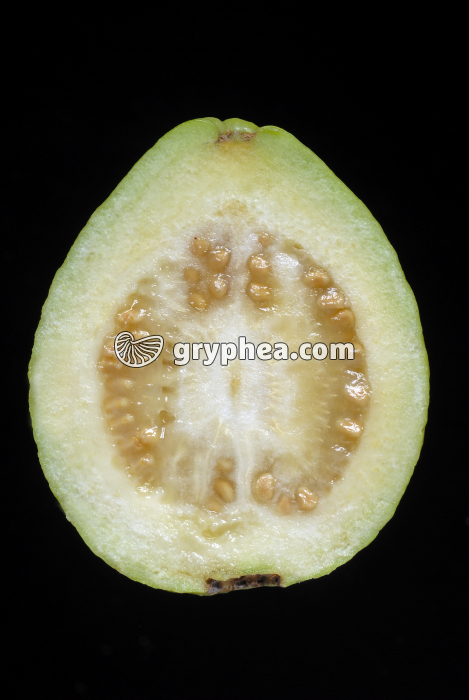 Goyavier (Psidium guajava) - Fruit en CL (Goyave) - gryphea.com